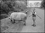 Newton Road - Court Estate. One of the Strickland boys driving a pig in the 1950s